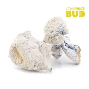 Mushrooms – Albino Makilla Gorilla (Exotic)