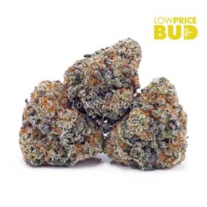 Colombian Gold (AAAA)